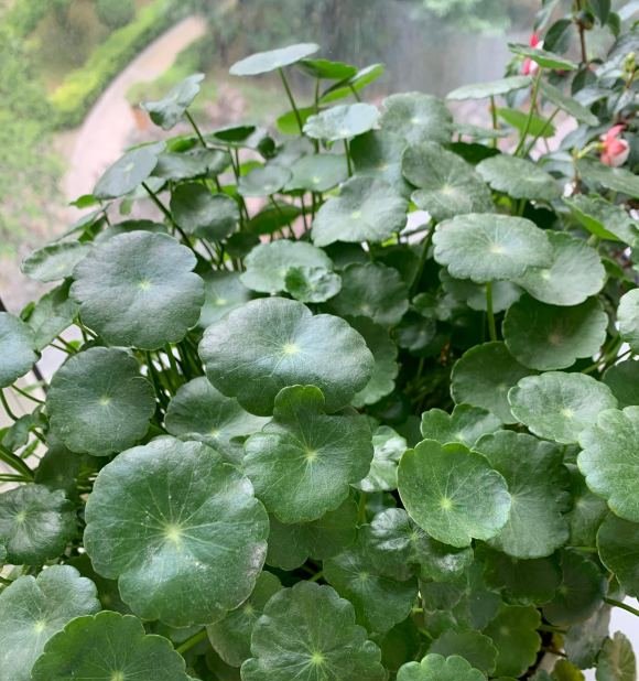  花盆@非常好养的“铜钱草”,花盆多大,长的就多满,一个月就能长满盆