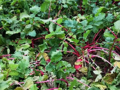  生长周期■农民种植这种蔬菜，生长周期60天，亩产6千斤，能赚多