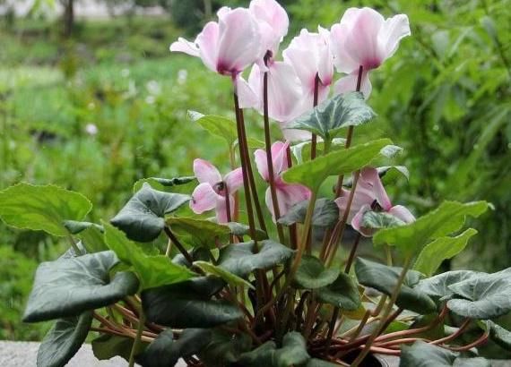  「花卉植物」养仙客来有“技巧”，做好这“4点”，花枝“蹿不停”，多开1季！