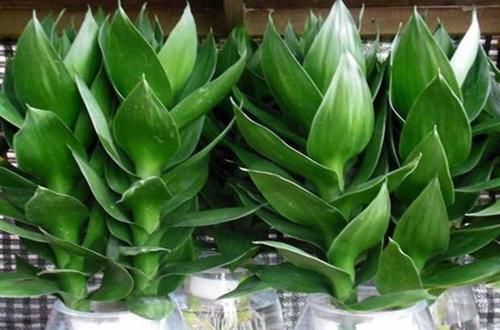  身体：养花不能只看美，这些植物有妙用，身体好处良多