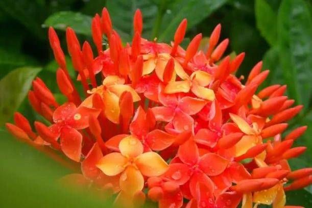  『养草』种花养草，就养盆遥远的鼓声，花开嫩润色奇特，清香入鼻真好闻
