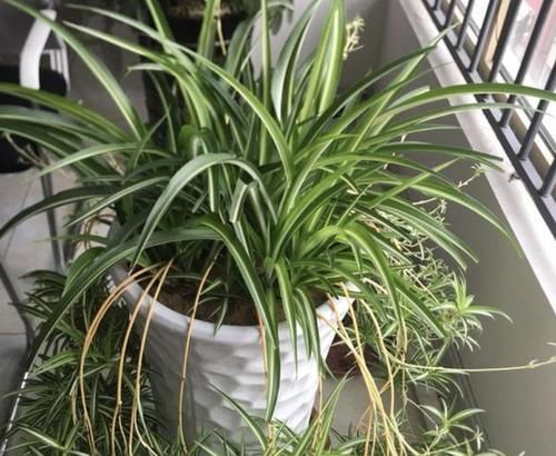  「养护」4种植物喜欢“客厅”，光线越弱，叶片反而越有“光泽”，好养！