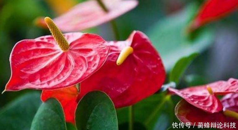  红掌：“3种花”人见人爱，漂亮又好养，一开就是大半年，阳台变花海！
