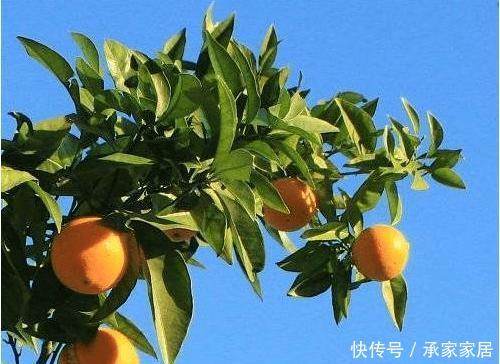 【好运】家里万万要养这几种植物,能给家里添财招好运,有钱人老早就知道