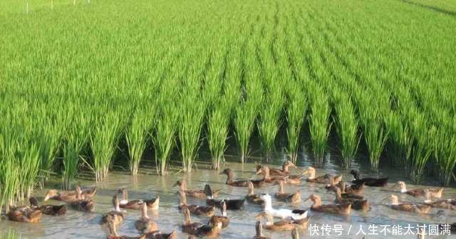 农民赚钱难这三个新兴行业，做好了一个，至少十年稳赚不赔