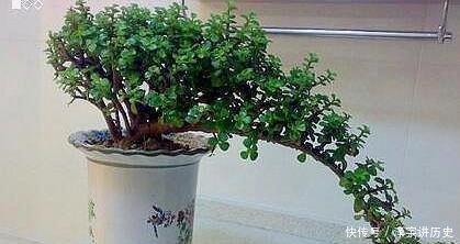 条件■大妈养一株“象鼻”盆景, 从没人要变“万元级”, 才花3个月!