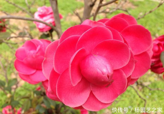  #新芽#“山茶花”嫁接，注重几个技巧和方法，成活高生长快新芽蹭蹭长