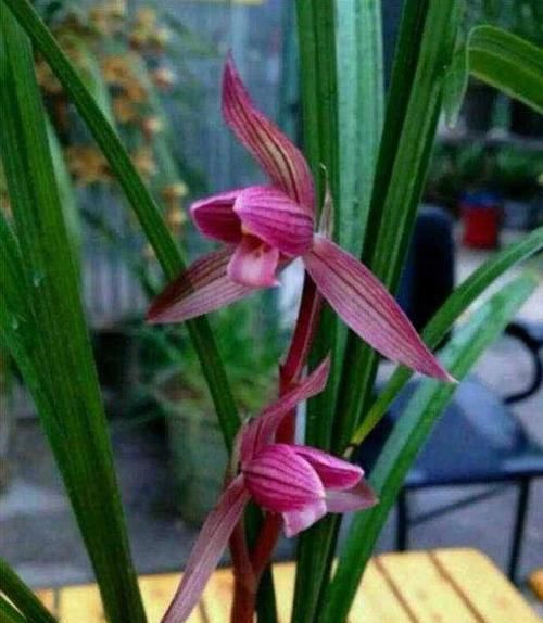  都江红素兰花：被称为兰界第一红素的兰花，花色鲜艳红彤彤，香气浓郁，价格亲民