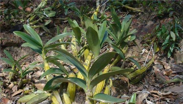 [铁皮石斛]这种植物，人称“植物黄金”，收购价一年高过一年，