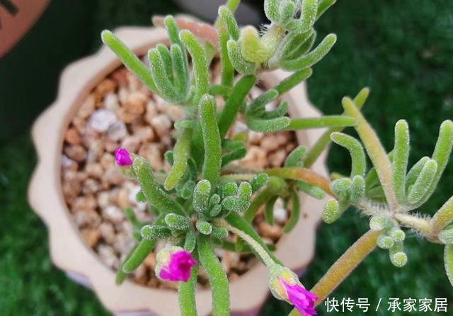 【枝干】叶子像可爱的兔耳,开花如雏菊般清新的枝干番杏,合理配土很重要
