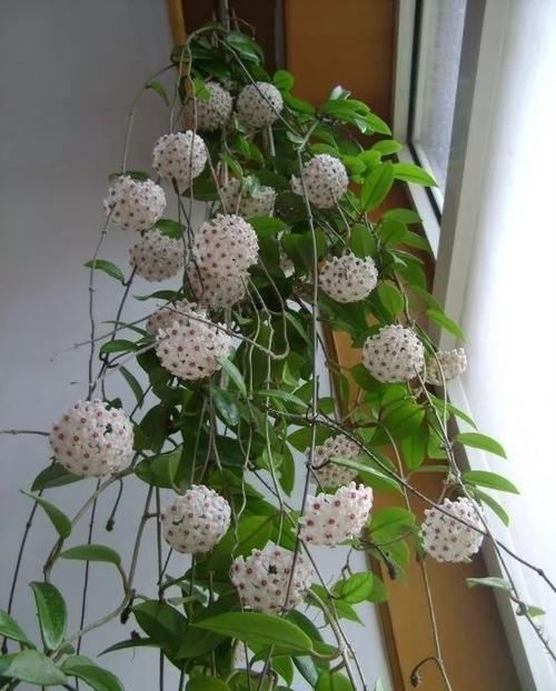  『精致』极其耐阴的几种观赏植物，养成桌面上的精致盆栽