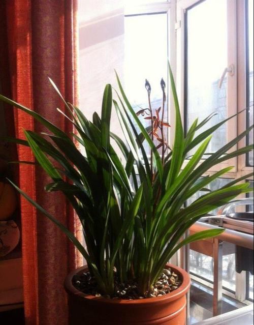  花芽分化期■兰花2年不开花？掐准时机“浇”磷酸二氢钾，花剑嗖嗖长满盆