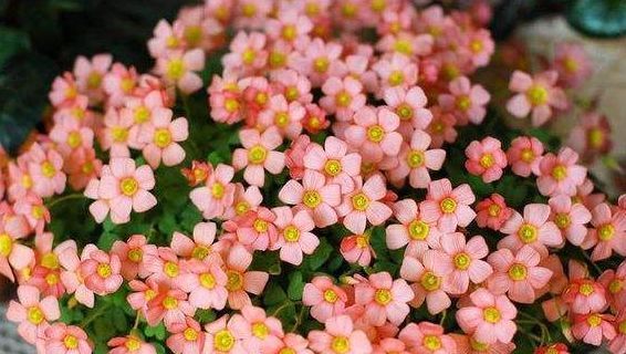  『美爆』人间四月无限好，喜欢养花可以选这几款小花，开花美爆你家园