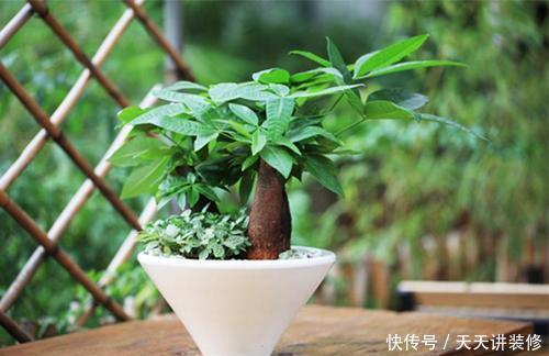  [长不好]3种人不适合养花，养一盆死一盆，快看看是你吗？