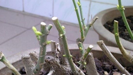  『光照』养茉莉花，要做好这“3要素”，才能枝繁叶茂，满树花苞