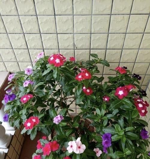  便宜■阳台春天养“2种花”，一棵开花上百朵，便宜又好养，几乎不花钱