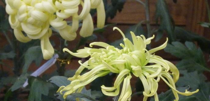  『暮光之城』喜欢菊花，不如养盆“菊中珍品”鹦鹉绿，似凤凰起舞，风姿优雅