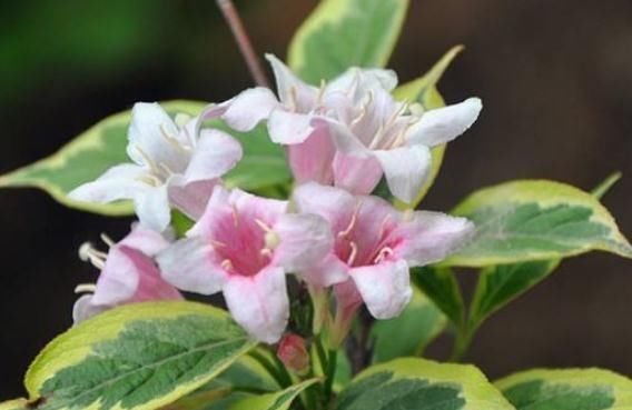  花开旺|锦带花要“圈养”，“2点”做到位，花开旺、叶片绿，四季赏红花