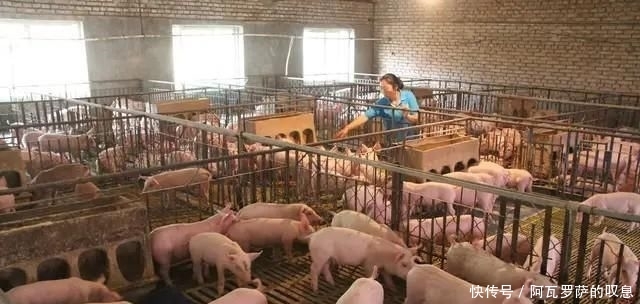  养猪|保健养猪母子一体化方案的挑战指标，等你来战！