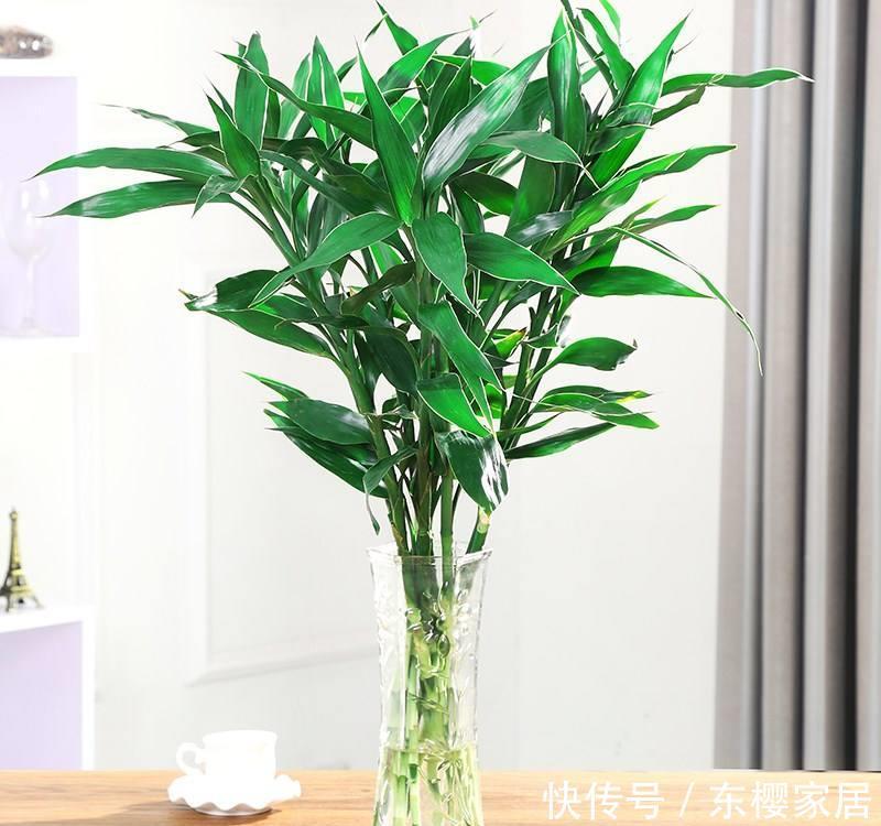  哪几种：4种花，是“旺运花”，大户人家都在养，你在养哪几种？