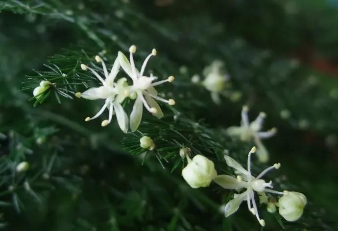  养护@文竹开花是大凶？完全是“扯蛋”，满足3个小要求，白花开满盆