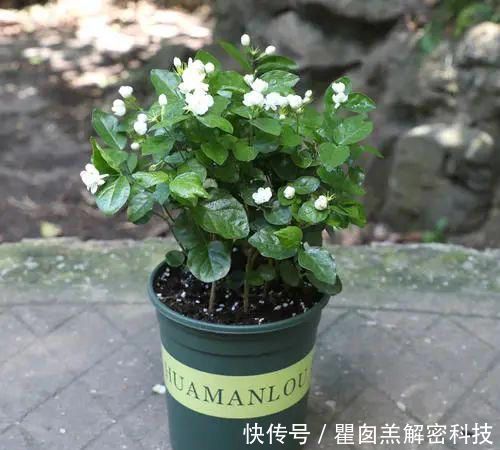 『品种』3种重瓣茉莉花品种,花朵华丽,浓香扑鼻