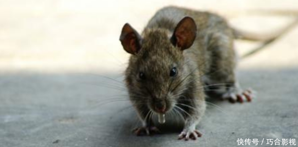 为什么现在在城市和农村都很少见到有老鼠？