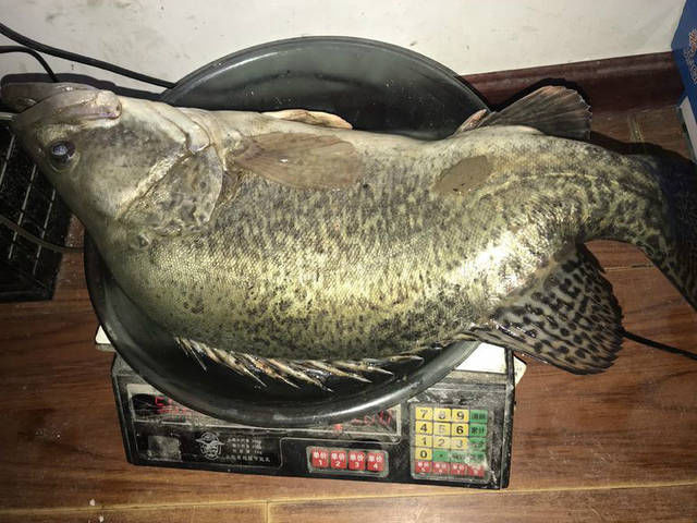  「大越」听说鳜鱼越大越不值钱，不知道这条九斤多的大鳜鱼能卖1000元吗？