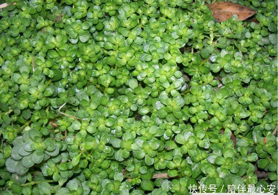  【见到】见到“它”后，只摘叶子就好了，注意别拔根，越拔越少