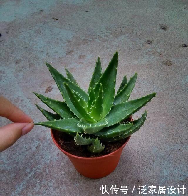 侧芽@芦荟长爆盆了怎么办?简单1个技巧,一盆养出20盆,侧芽多成老桩