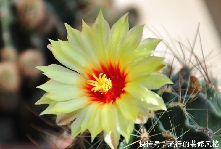 #艳丽#喜欢在家中养护花卉,就选择5种花卉,花色艳丽,花期长,好养护