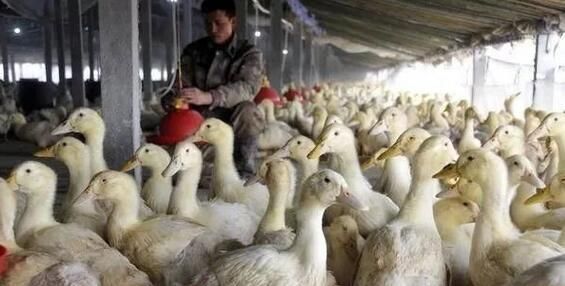  利润：养1万只鸭子能挣多少钱？如何降低鸭子成本，提高经济效率