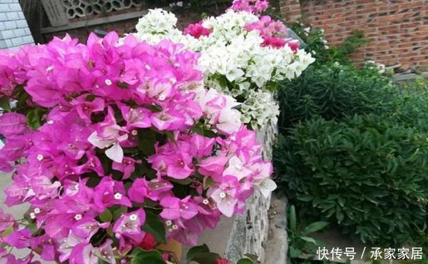 『三角梅』买到黄泥巴栽种的三角梅很闹心?大神给支招,两点就可妙手回春