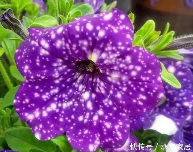 枝条|浪漫星空矮牵牛,花朵如梦幻星空,春天养一盆吧!太美了