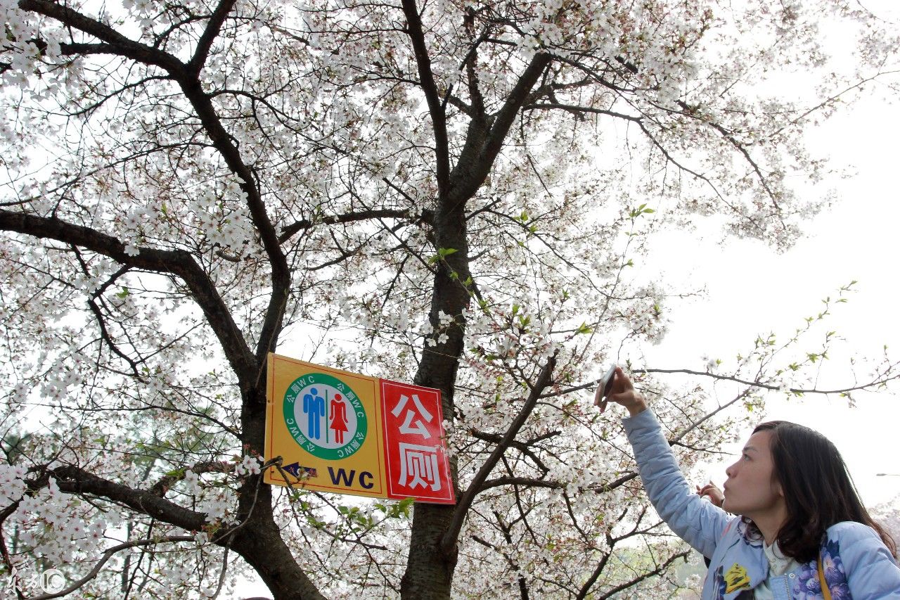 武汉大学樱花与游客，还有打扮成孙悟空的形象