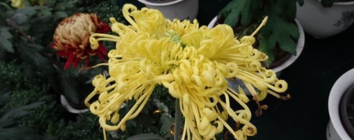 [喜欢]喜欢菊花，那就养盆“珍贵名菊”金凤还巢，似金凤飞舞，高贵优雅