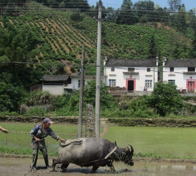  「补贴」下半年，农村将迎来三项补贴，农民朋友别给忽略了