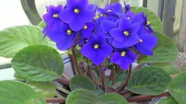 『豆瓣绿』3种不用“扦插”的花,叶子埋土里就能冒芽,成活率高省事省心...