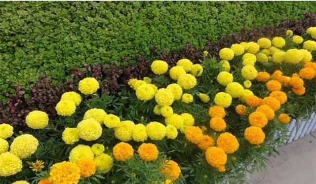  『总要』具有“延年益寿”功效的花卉，家里总要养几盆！