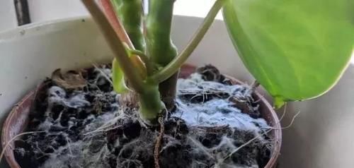  『盆土』盆土上长满白色的霉菌是咋回事？要怎么处理才能让植物健康生长
