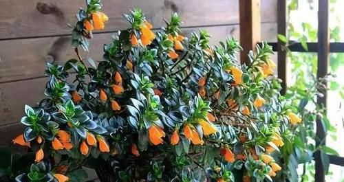  「盆栽」此种盆栽，花叶俱美，一年开花300多天，上面爬满'小金鱼'