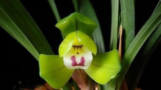 富贵@这是兰花大富贵吗?多久开花