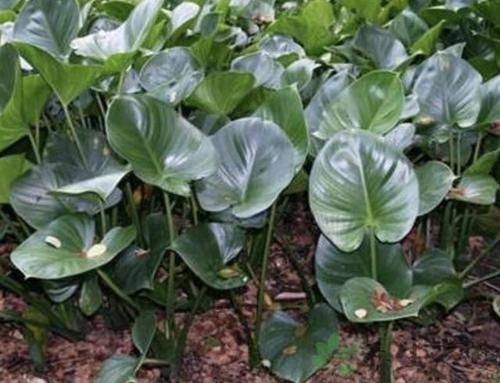  『路边』路边，若是见到1种“千年健”，请别踩，植株的根茎珍贵，有价值