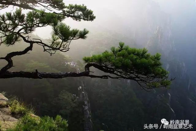 松树盆景,怎样才能算上品?