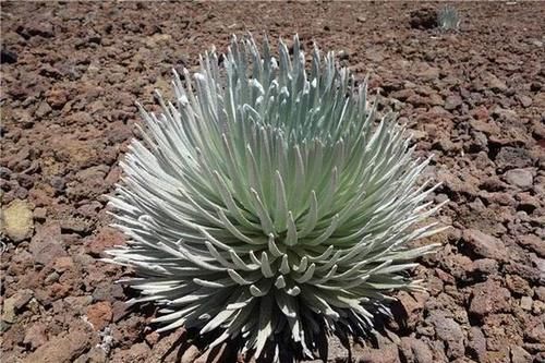 世界上最神奇的植物,几十年才开一次花,开完立刻死亡!