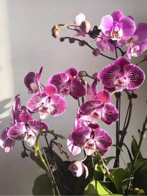  「喜欢」10种最受欢迎的年宵花，你最喜欢哪一种？