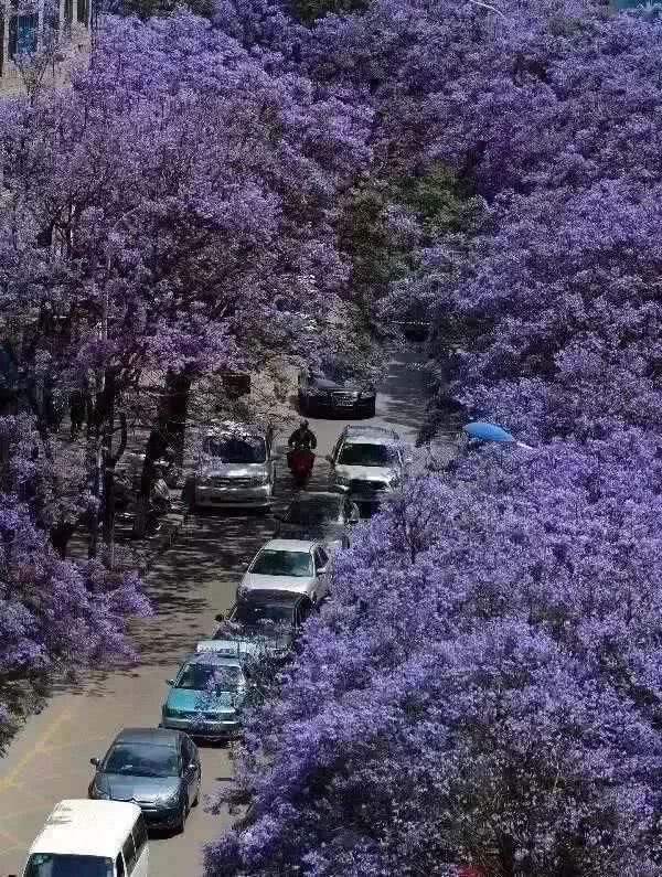  盘龙江畔■最美五月天！“云”欣赏毕业花蓝花楹