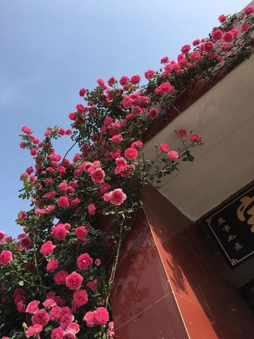  #漂亮#最值得入手的盆栽，漂亮似牡丹花，仙气十足，多季开花，还很好养