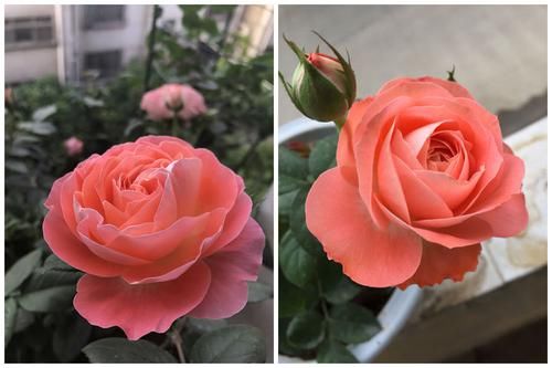  #盆栽#国外超流行的盆栽，全年开花，花香四溢，好看又好养，很值得入手