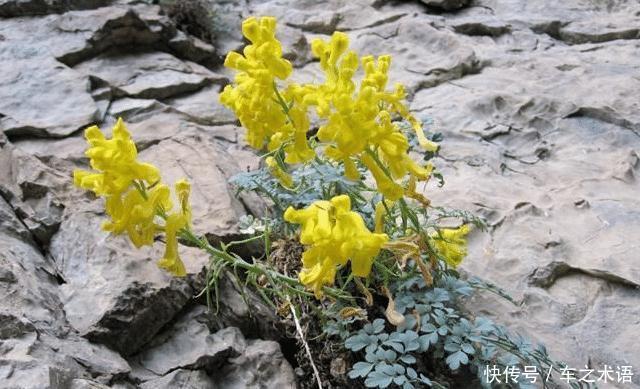  「石生黄堇」遇见“此物”，请您重视，因为野生稀少，且价值50